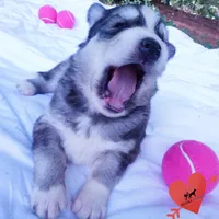 OFA & Embark Tested Parents - Gerogina, a male Siberian Husky for sale in Anderson, SC – 2 of 10