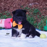 AKC Solid Black OFA & Embark, a female Siberian Husky for sale in Anderson, SC – 2 of 10