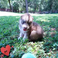 OFA & Embark - Carrot, a male Siberian Husky for sale in Anderson, SC – 5 of 10
