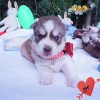 AKC Prada - Red/white OFA & Embark, a female Siberian Husky for sale in Anderson, SC – 8 of 10