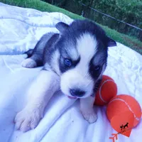Black/white AKC OFA Embark - Azteca, a male Siberian Husky for sale in Anderson, SC – 8 of 10