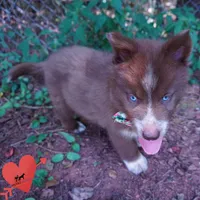 AKC OFA Tested Parents, a female Siberian Husky for sale in Anderson, SC – 4 of 10