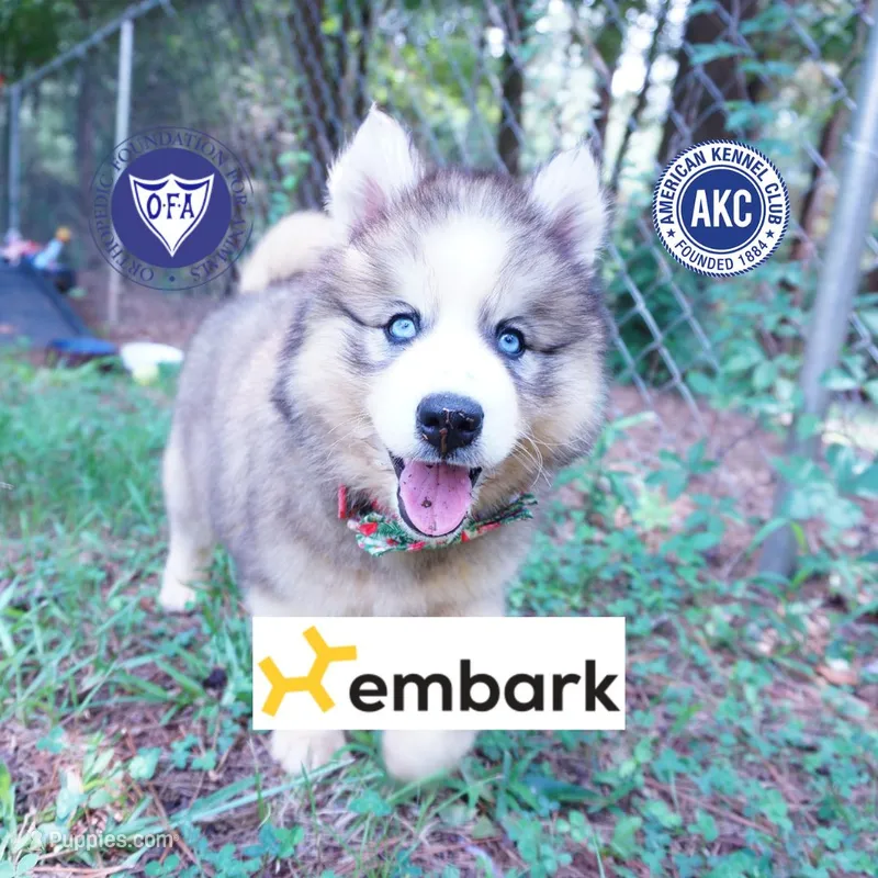 OFA & Embark Tested Parents – Siberian Husky puppy for sale in Anderson, SC