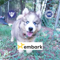 OFA & Embark Tested Parents, a female Siberian Husky for sale in Anderson, SC – 1 of 10
