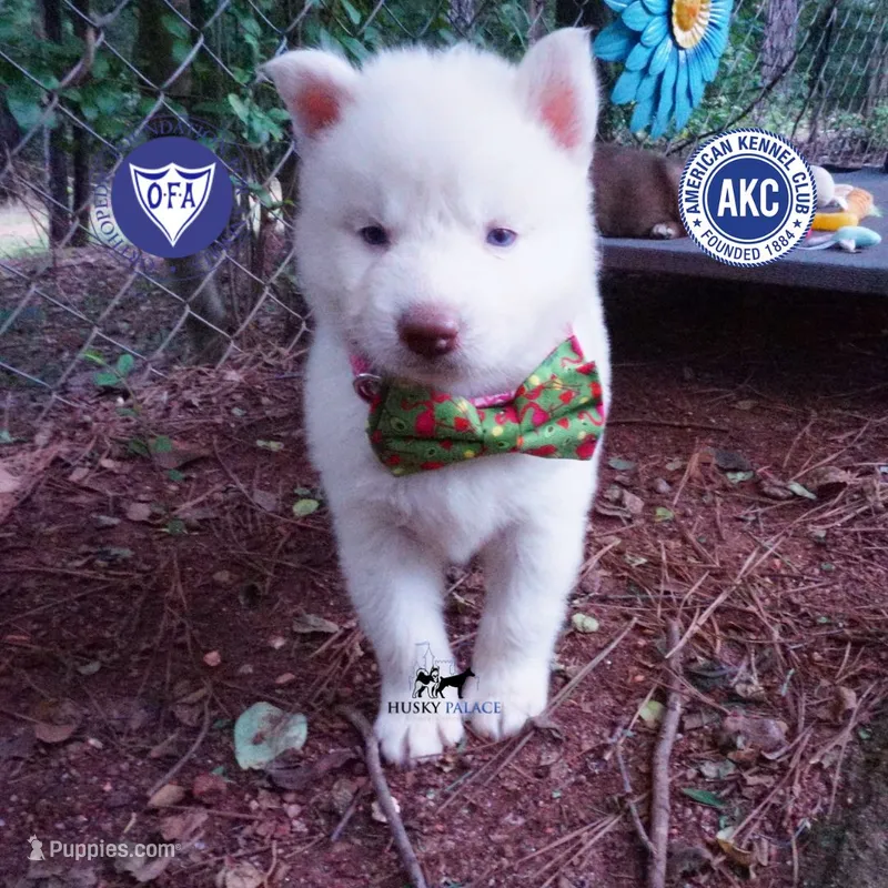 Solid White Female AKC OFA – Siberian Husky puppy for sale in Anderson, SC