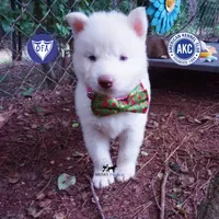 Solid White Female AKC OFA, a female Siberian Husky for sale in Anderson, SC – 1 of 10