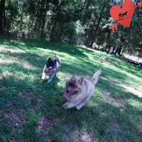 AKC Embark & OFA Parents, a male Siberian Husky for sale in Anderson, SC – 8 of 10