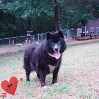 AKC OFA Solid Black - Raven, a female Siberian Husky for sale in Anderson, SC – 4 of 10
