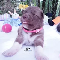 AKC Solid Brown OFA & Embark, a female Siberian Husky for sale in Anderson, SC – 2 of 10