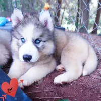OFA & Embark Tested Parents, a female Siberian Husky for sale in Anderson, SC – 4 of 10