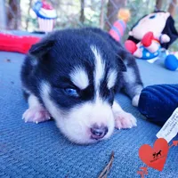 OFA & Embark Tested - Luffy, a male Siberian Husky for sale in Anderson, SC – 2 of 10