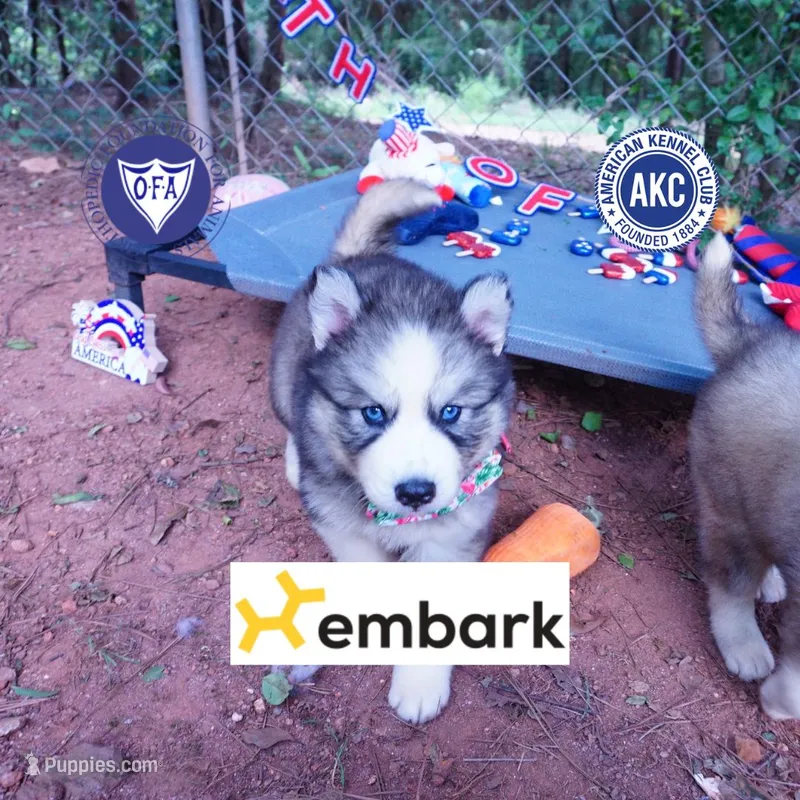 OFA & Embark Tested Parents – Siberian Husky puppy for sale in Anderson, SC