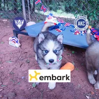 OFA & Embark Tested Parents, a male Siberian Husky for sale in Anderson, SC – 1 of 10