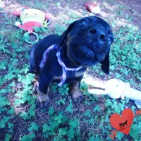 OFA & Embark Tested Parents, a female Doberman Pinscher for sale in Anderson, SC – 8 of 10