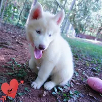 Solid White Female AKC OFA, a female Siberian Husky for sale in Anderson, SC – 5 of 10