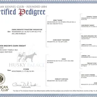 AKC OFA Solid Black, a female Siberian Husky for sale in Anderson, SC – Photo 9 of 9