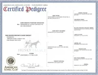 AKC OFA Solid Black, a female Siberian Husky for sale in Anderson, SC – Photo 9 of 9