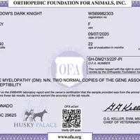 AKC OFA Solid Black, a female Siberian Husky for sale in Anderson, SC – Photo 7 of 9