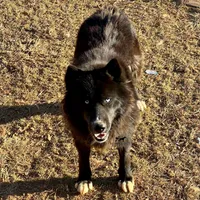 AKC OFA Solid Black, a female Siberian Husky for sale in Anderson, SC – Photo 2 of 9