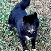 AKC OFA Solid Black, a female Siberian Husky for sale in Anderson, SC – Photo 1 of 9