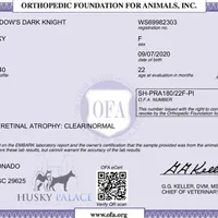 AKC OFA Solid Black, a female Siberian Husky for sale in Anderson, SC – Photo 3 of 9