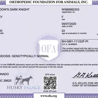 AKC OFA Solid Black, a female Siberian Husky for sale in Anderson, SC – Photo 8 of 9