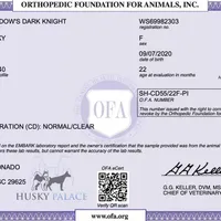 AKC OFA Solid Black, a female Siberian Husky for sale in Anderson, SC – Photo 6 of 9