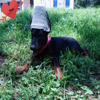 Ear cropped - Full Euro, a female Doberman Pinscher for sale in Anderson, SC – 7 of 10