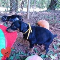 AKC Euro OFA & Embark - Huu, a male Doberman Pinscher for sale in Anderson, SC – 4 of 10