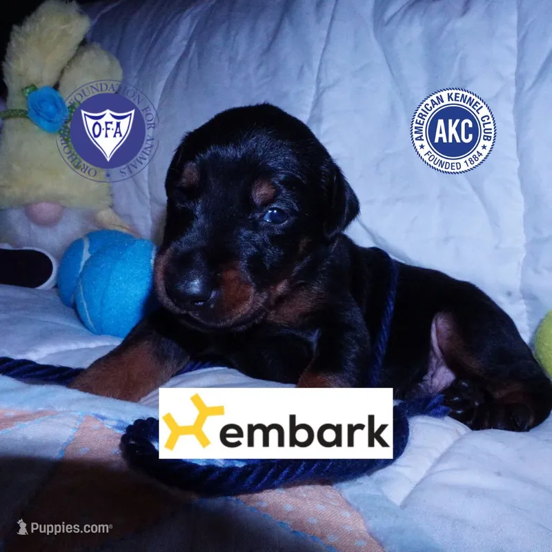 AKC Euro OFA & Embark - Sokka – Doberman Pinscher puppy for sale in Anderson, SC