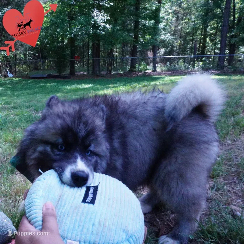 AKC Agouti Embark & OFA Parents – Siberian Husky puppy for sale in Anderson, SC