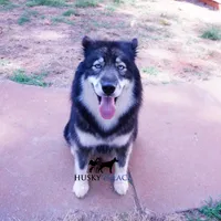 AKC Agouti Trained Spayed, a female Siberian Husky for sale in Anderson, SC – 1 of 8