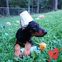 Ears Cropped AKC Euro OFA & Embark, a male Doberman Pinscher for sale in Anderson, SC – 7 of 10