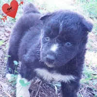 Kate - Solid Black, a female Siberian Husky for sale in Anderson, SC – 7 of 10