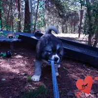 AKC Agouti, a female Siberian Husky for sale in Anderson, SC – Photo 6 of 10