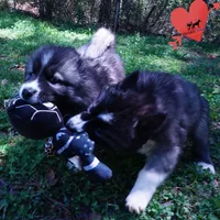 AKC Agouti, a female Siberian Husky for sale in Anderson, SC – Photo 2 of 10