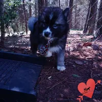 AKC Agouti, a female Siberian Husky for sale in Anderson, SC – Photo 5 of 10