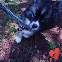 AKC Agouti, a female Siberian Husky for sale in Anderson, SC – Photo 7 of 10