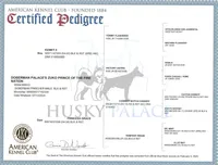 Euro & CH! OFA & Embark, a female Doberman Pinscher for sale in Anderson, SC – 3 of 10