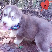 OFA & AKC Red/white, a male Siberian Husky for sale in Anderson, SC – 7 of 10