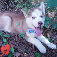 AKC OFA Red/white, a male Siberian Husky for sale in Anderson, SC – 8 of 10