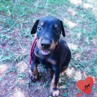 100% European, a  Doberman Pinscher for sale in Anderson, SC – 5 of 10