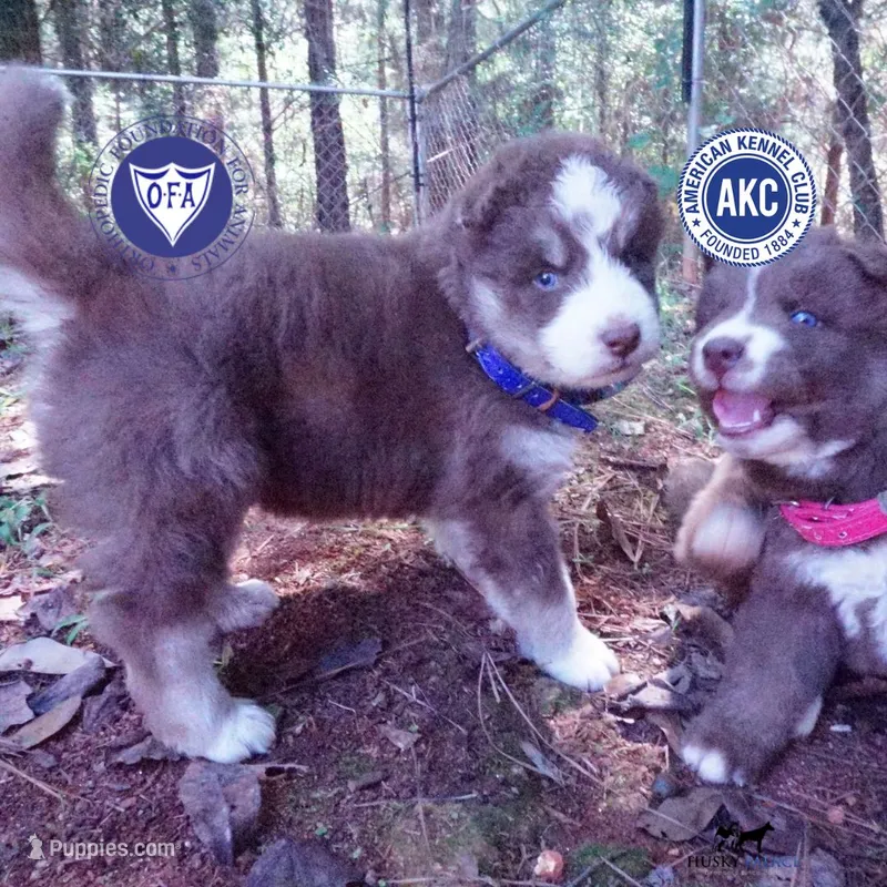AKC & OFA Poseidon – Siberian Husky puppy for sale in Anderson, SC