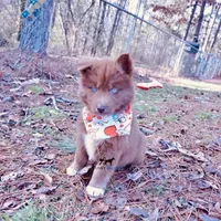 Ready mid Ocotober, a  Siberian Husky for sale in Anderson, SC – 7 of 10