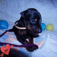 AKC Euro OFA & Embark, a male Doberman Pinscher for sale in Anderson, SC – 8 of 10