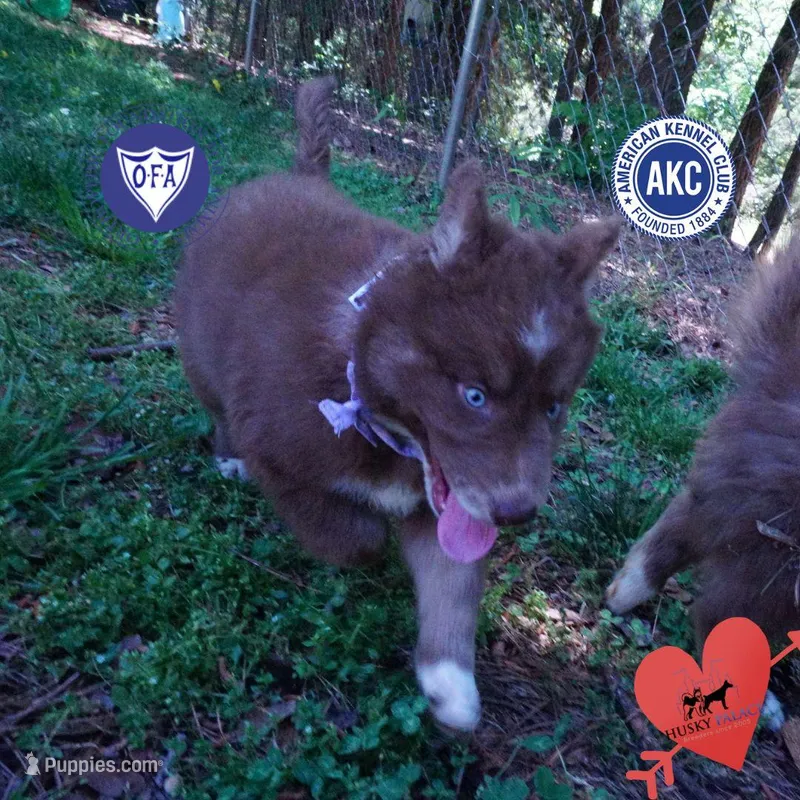 AKC Solid Brown OFA – Siberian Husky puppy for sale in Anderson, SC