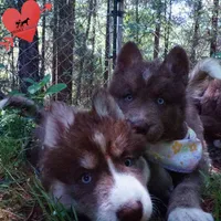 AKC Solid Brown OFA, a female Siberian Husky for sale in Anderson, SC – Photo 5 of 10