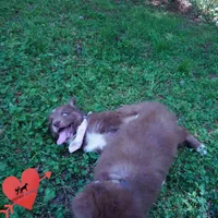 AKC Solid Brown OFA, a female Siberian Husky for sale in Anderson, SC – Photo 8 of 10