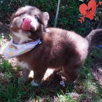 AKC Solid Brown OFA, a female Siberian Husky for sale in Anderson, SC – Photo 2 of 10