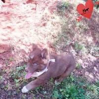 AKC Solid Brown OFA, a female Siberian Husky for sale in Anderson, SC – Photo 7 of 10